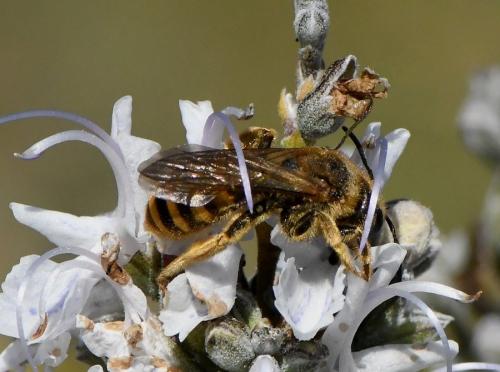 Halictus scabiosae